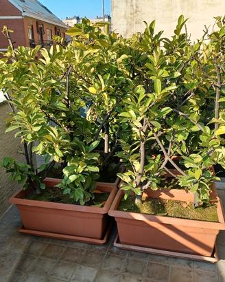 Vasi con porta vasi (SENZA PIANTE)