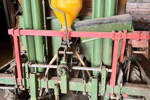 Semina patate pianta patate