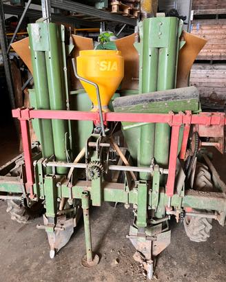 Semina patate pianta patate