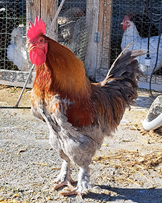 Marans
