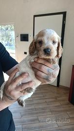 Cucciola Cocker spaniel