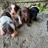 Cuccioli di cane