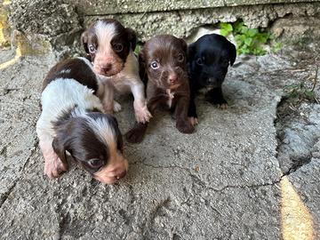 Cuccioli di cane