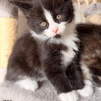 Cucciolo maine coon maschio con pedigree