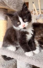 Cucciolo maine coon maschio con pedigree