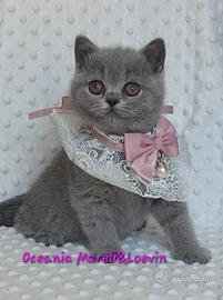 British shorthair femmina