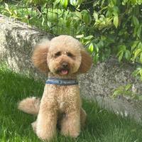 Barboncino nano per monta