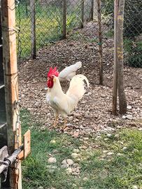 Gallo