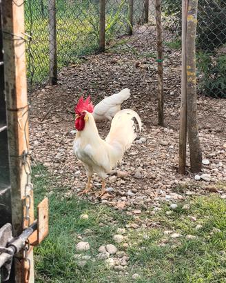 Gallo