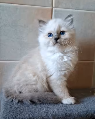 Cuccioli Sacro di Birmania