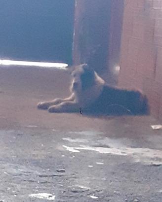 Pastore d'ell asia centrale alabay