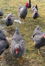 Ovaiole barred rock allevati a terra