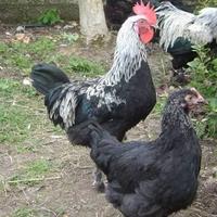 Gallo Marans nero argentato