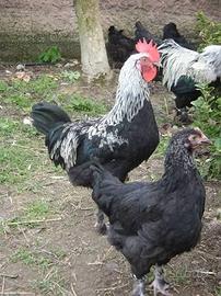 Gallo Marans nero argentato
