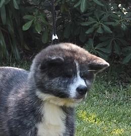Cuccioli Akita