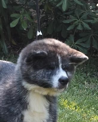 Cuccioli Akita