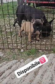Bulldog francese 3 mesi