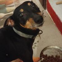 Pinscher solo ad amanti animali