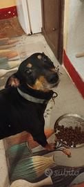 Pinscher solo ad amanti animali