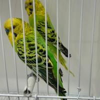 Cocorite riproduttive