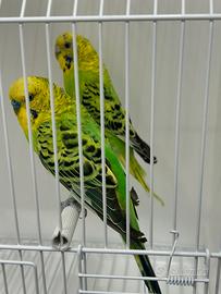 Cocorite riproduttive