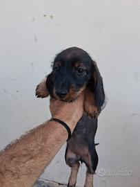 Cuccioli di bassotto nano a pelo raso