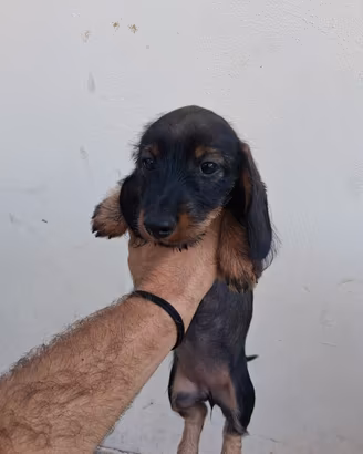 Cuccioli di bassotto nano a pelo raso