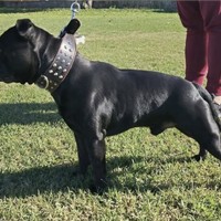 Staffordshire bull terrier 2 mesi