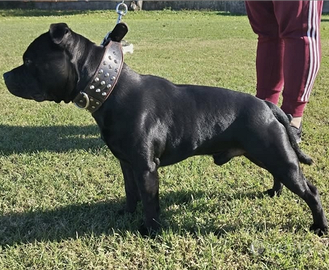 Staffordshire bull terrier 2 mesi