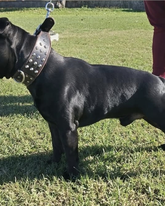Staffordshire bull terrier 2 mesi