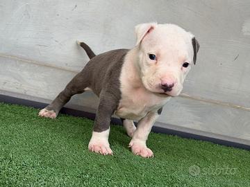 American pitbull terrier