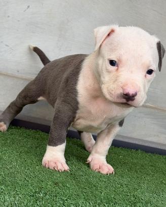 American pitbull terrier