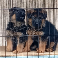 Splendidi cuccioli di pastore tedesco