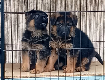 Splendidi cuccioli di pastore tedesco