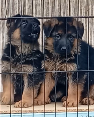 Splendidi cuccioli di pastore tedesco