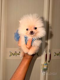 Spitz Pomerania