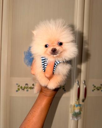 Spitz Pomerania