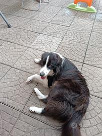 Cane border collie