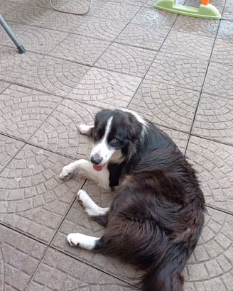 Cane border collie