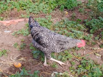 Giovane gallo amrock