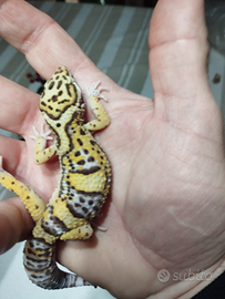 Geco leopardino bell