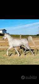 Arabo per Endurance 