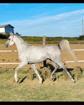 Arabo per Endurance 