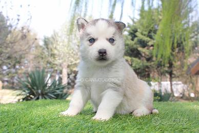 Cucciolo di Husky grigio