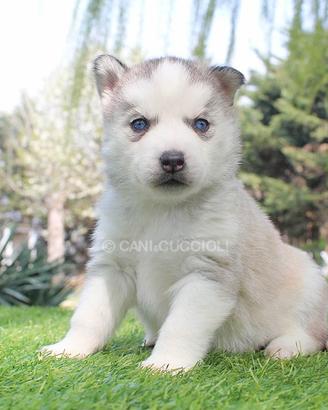 Cucciolo di Husky grigio