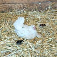 Chioccia con pulcini