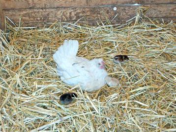 Chioccia con pulcini