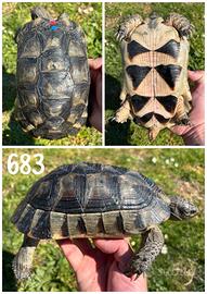 Maschio Testudo marginata (sarda) tartaruga terra
