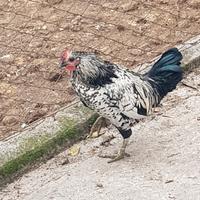 Galletto di piccola taglia