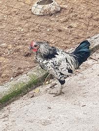 Galletto di piccola taglia